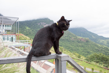 cat on roof