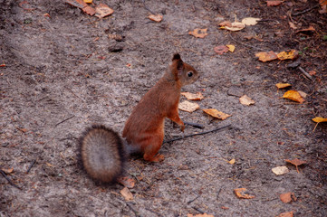 Naklejka na ściany i meble Little red squirrel is eating, running and walking in the forest in green, yellow and brown colors. Trees of birch, larch, spruce, fir, pine and cedar. Gold autumn