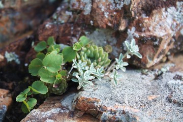 A plant with green leaves streaked through the stones. The concept of determination. Stones in moss and cacti succulents in the wild. Calmness, pacification,relaxation and beautiful nature of mountain