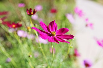 가을코스모스입니다