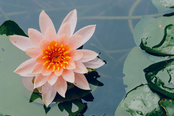 A beautiful lotus flower is complimented by the rich colors of the deep blue water surface.Nature...