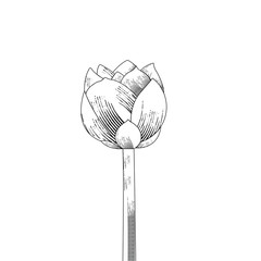 Lines art lotus drawing styles illustration vector design