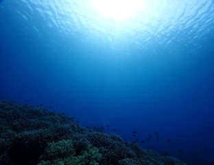 Fototapeta na wymiar Underwater view at coral reef in Siquijor island