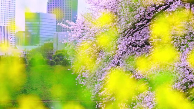 Japanese Diet Building can be seen beyond the Rape blossoms and Chery blossoms at Kasumigaseki in Administrative district at Chiyoda Tokyo Japan on 2018.