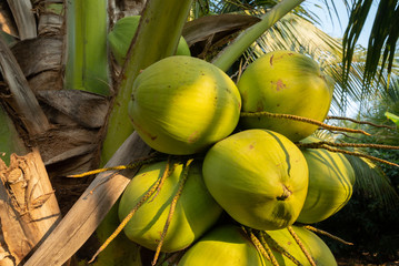 Coconut tree