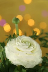 White Ranunculus flower on a  sand background with golden bokeh. Floral  background.Spring flowers. 