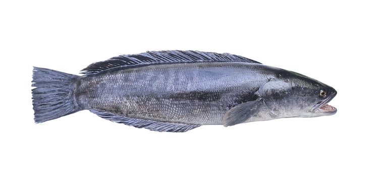 GIANT SNAKE-HEAS FISH, isolated on white background with Clipping path included..