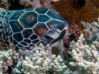 The head of a Hawksbill Turtle (Eretmochelys imbricata)