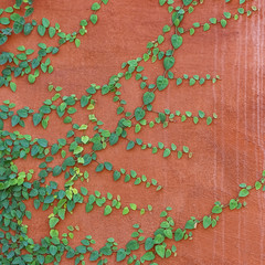 Ivy on the red wall background