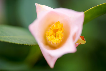 椿（以津の夢）の花