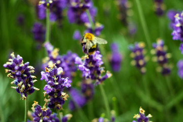 Closeup image of violet lavender flowers in the field in sunny day.