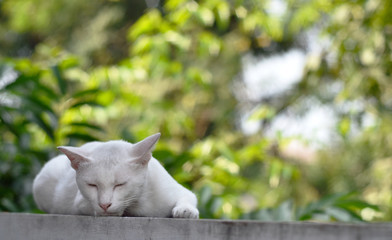 White cat sleep on concrete wall