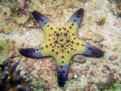 Honeycomb Cushion Star (Pentaceraster alveolatus)