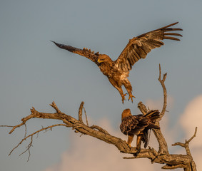 Two tawny eagles in the top of a dry tree isolated in the late afternoon sunlight image in horizontal format