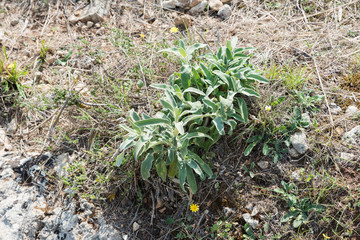 Sicilian rock garden