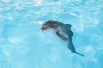  view of nice bottle nose dolphin  swimming in blue crystal water