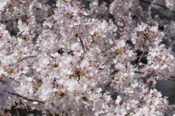 Beauty sakura flowers blooming in spring.