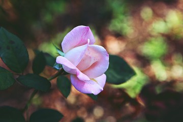 가을에볼수있는것들입니다