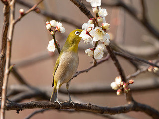 梅の蜜を吸うメジロ