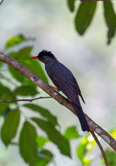 Black Bulbul in Sinharaja Rain Forest in Sri Lanka