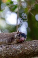 Giant  Squirrel in Anawilundawa in Sri Lanka