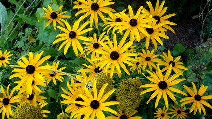 yellow flowers in bloom