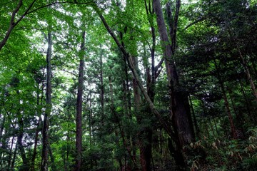 森林の綺麗な空気