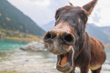 A donkey walking near a lake opens its mouth to the camera.