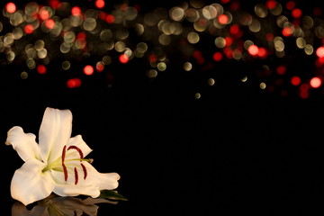 beautiful photo, white Lily on a shiny background