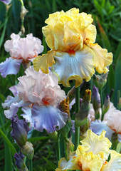 Bunte Iris barbata - Schwertlilien Blüte zeigt ihre ganze Schönheit im Staudenbeet im Garten. © macrossphoto