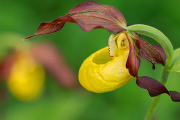 Wild Orchid Flower. Yellow flower with red petals. Yellow orchid venus slipper in the wild.