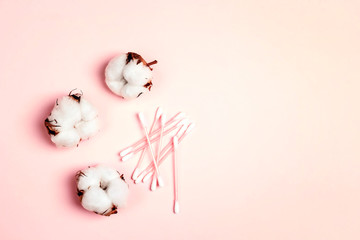 Cotton plant flower with cotton buds on pink background.