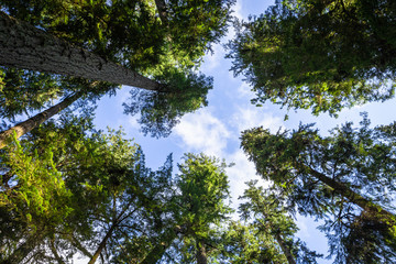 Looking up Green forest. Trees with green Leaves, blue sky. Bottom view background. 