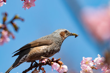 虫を咥えたヒヨドリ