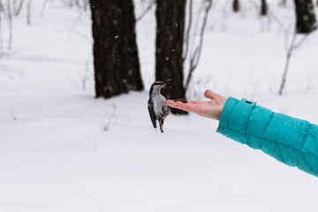 bird runner - nuthatch in flight near a human palm with apple paste