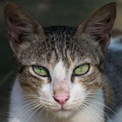 Portrait of Cat with Green Eyes