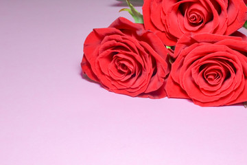 red roses on a purple background