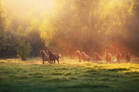 cows in the field