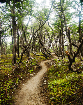 Hiking trail along the W circuit in Torres Del Paine National Park, Chile, Patagonia, South America