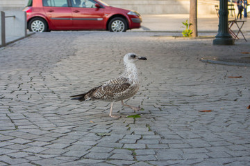 Curious brown seagull walking down the street. Beautiful seagull at the street. Brown gull in the city. Wildlife background. Sea birds concept.