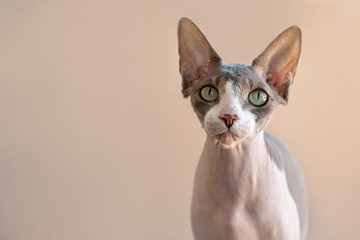 Closeup portrait of a pet of the  Sphynx cat against beige background.