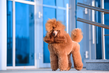 Dog breed small poodle peach color stands at the shopping center.