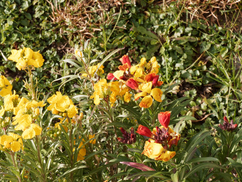 รูปภาพAbondant เลือกดูภาพถ่ายสต็อก เวกเตอร์ และวิดีโอ2,844 Adobe Stock