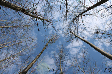 branches of tree against blue sky