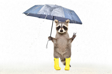Funny raccoon in rubber boots standing under an umbrella in the rain isolated on white background © sonsedskaya
