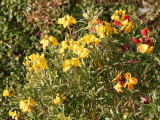 (Erysimum cheiri) Wallflower in shades of yellow, orange, red and purple on top of high stems