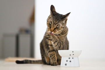 手を舐めるキジトラ猫