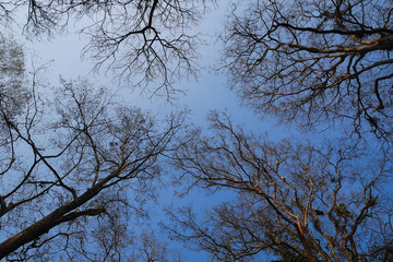 looking up dead tree branch