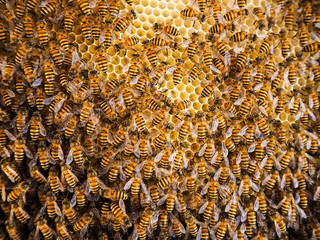 Group of bees Working on honeycombs in beehives in an apiary