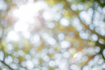 Green leaf background Blurred leaves, circular bokeh, abstract from beautiful leaves, green nature concepts and for design images and computer screens.
